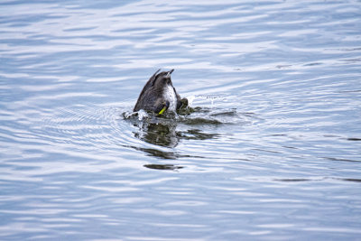 Coot Diving