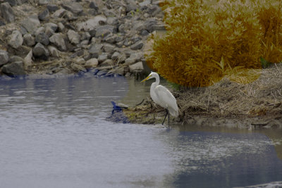 Egret  and Turtle