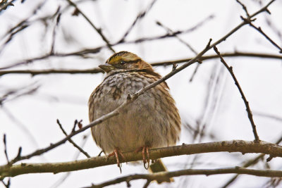White Throated Sparrow.