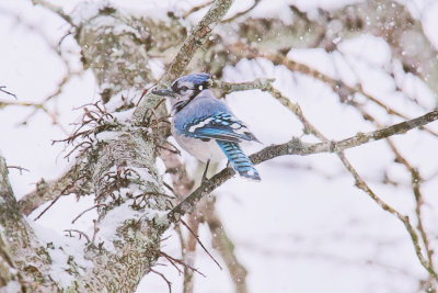 Blue Jay