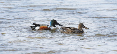 Northern Shoveler