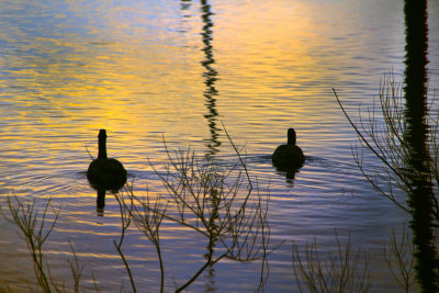 Sunrise Ducks