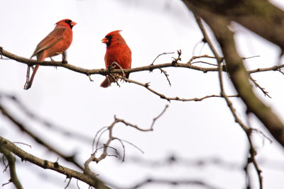 Two Male Cardinals