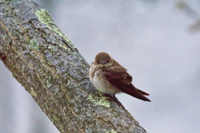 Female Tree Swallow