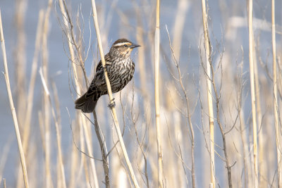 Female Red wing blackbird