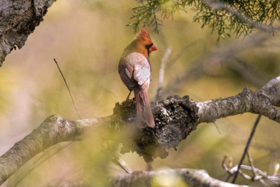 Cardinal.