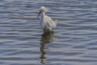 Egret