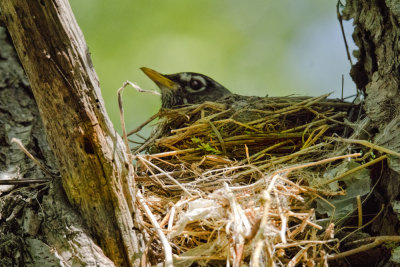 Robin Nest