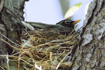 Robins Nest.