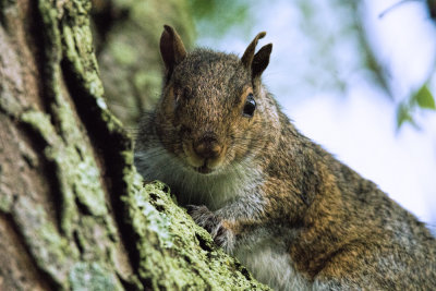 close up of squirrel