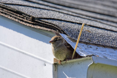 Female House Sparrow-Nest