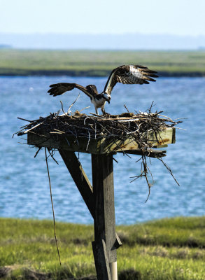 Osprey Nest.