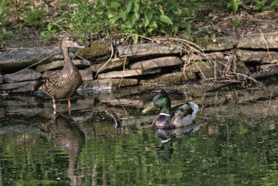 Mallard Couple