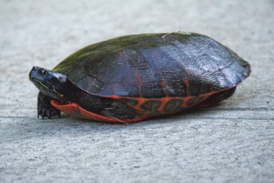 Painted Turtle