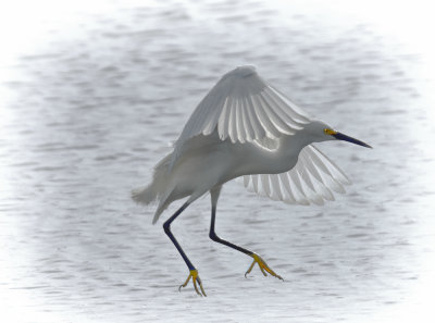 Egret 2