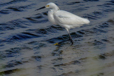 Egret in shallow water