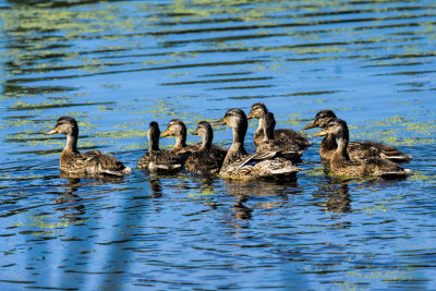 Duck Family.
