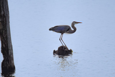 Heron at rest