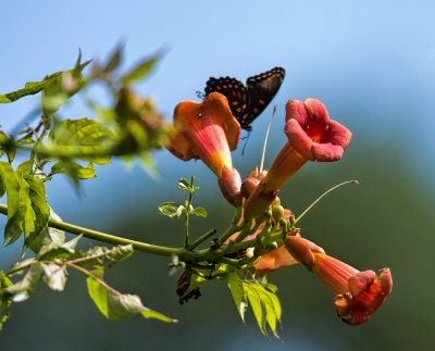 Butterfly with Desert Honeysuckle