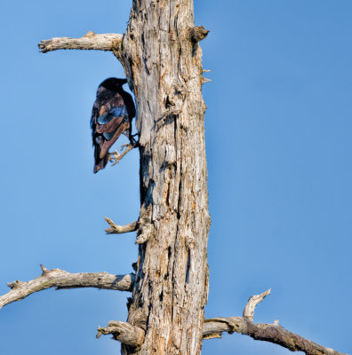 Crow  Woodpecker