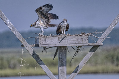Young Osprey