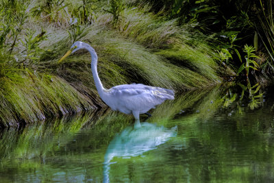 Egret with background