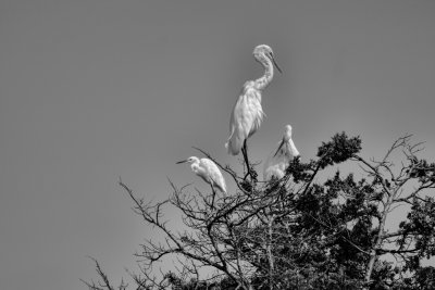Egrets Black and White