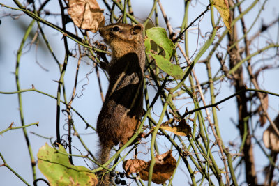 Chipmunk