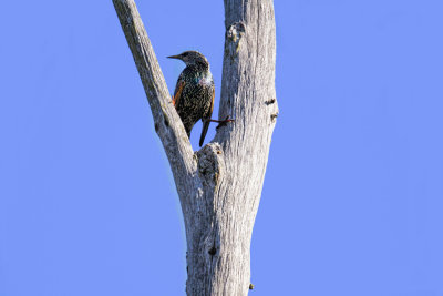 Colorful Starling