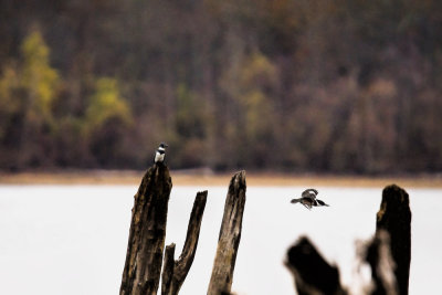 Kingfisher pair