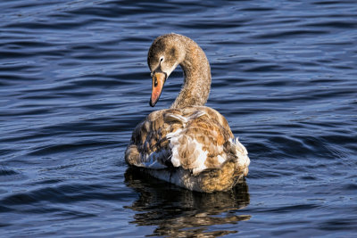 Mute Swan