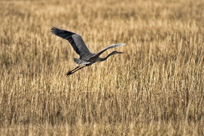 Heron Flight