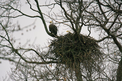 Eagle Couple