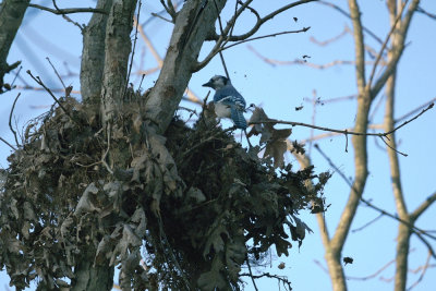 Blue Jay Destroying Squirrel Nest
