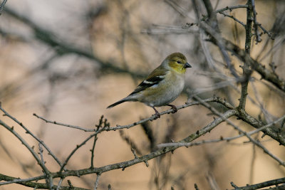 Goldfinch