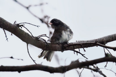 Dark Eyed Junco