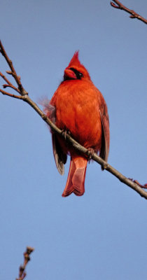Cardinal.