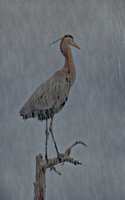 Heron in the rain