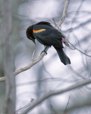 Red Wing Blackbird.