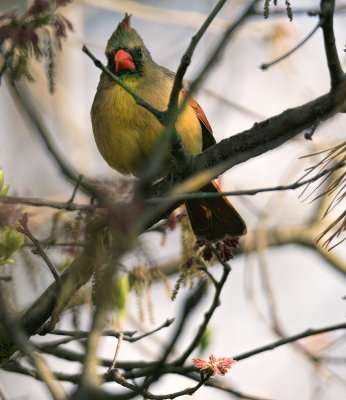 Female Cardinal