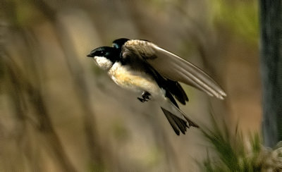 tree swallow