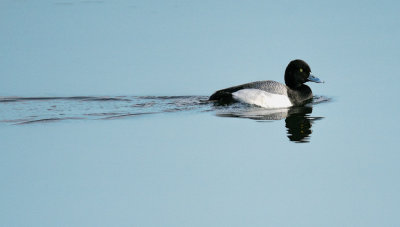 Broadbill (Lesser Scaup)