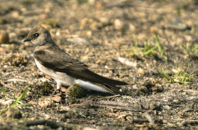 Female tree swallow