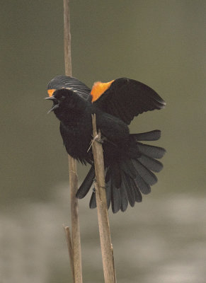 Red Winged Blackbird