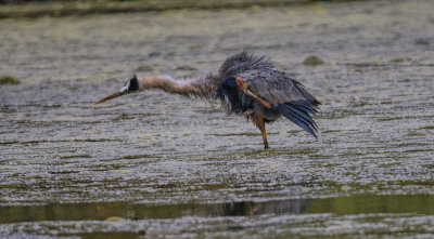 Bad Hair Day