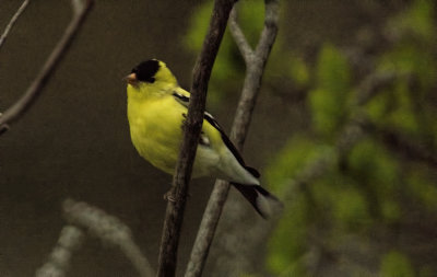 American Gold Finch