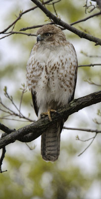 Red Tail