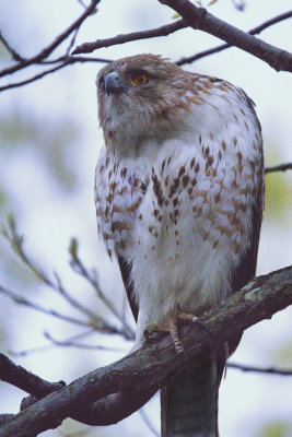 Red Tail Hawk