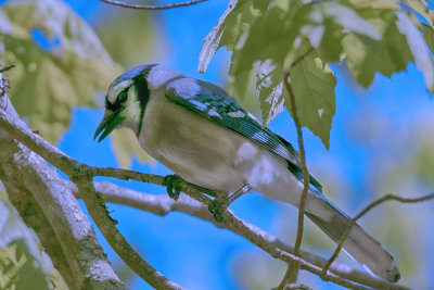 Blue Jay