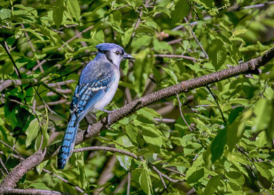 Blue Jay